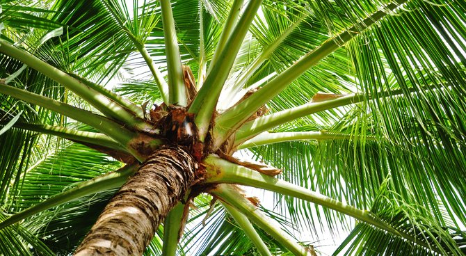 Conférence publique sur la Protection des palmiers