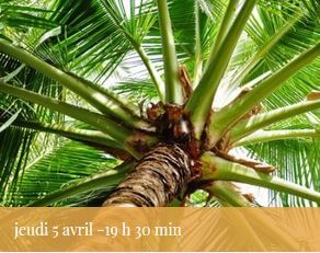 2018-04-05-reunion-palmiers-vignette