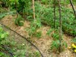 Les Jardins Du Loup