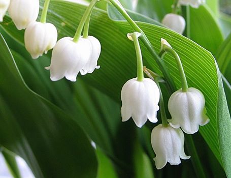 muguet