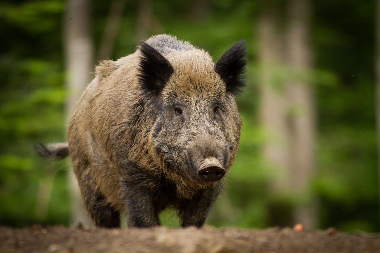 Ouverture de la chasse