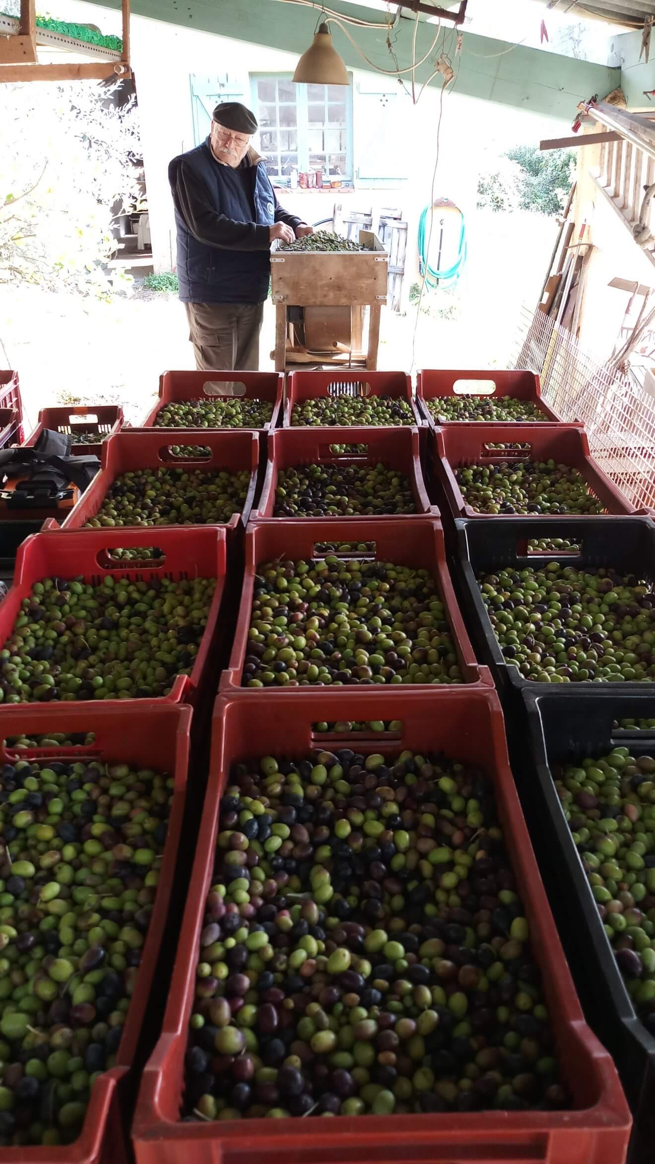 Olives 3