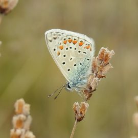 Sorties papillons aux Courmettes