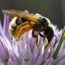Ateliers Apiculture aux Courmettes