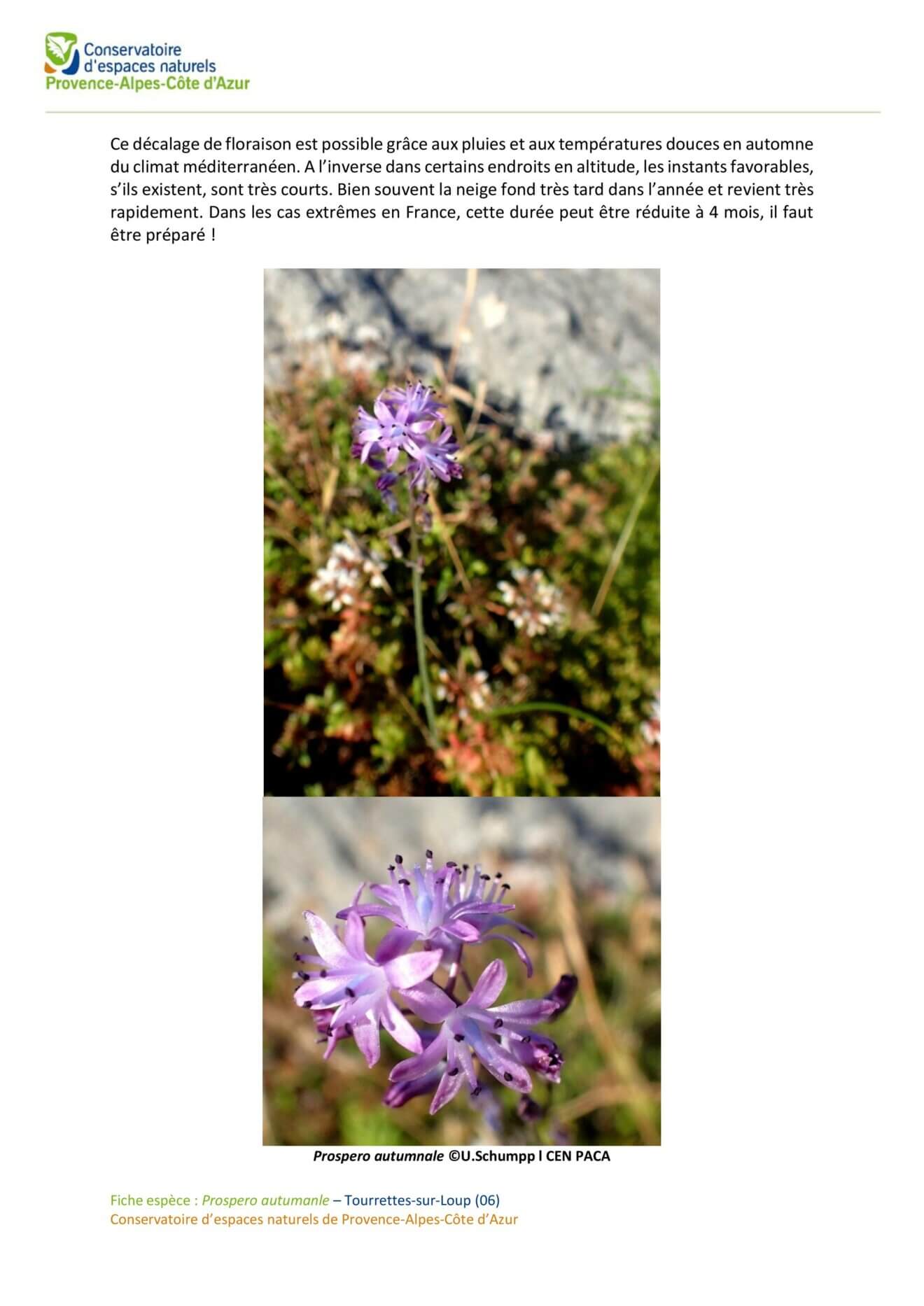 Scille Automne Tourrettes Sur Loup (1) Page 002