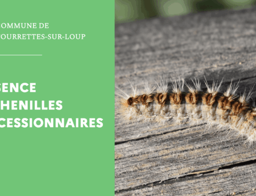 Présence de chenilles processionnaires