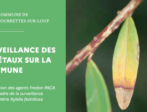 Surveillance des végétaux sur la commune : intervention des agents Fredon PACA